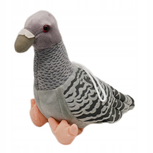 GOŁĄBEK3.jpg