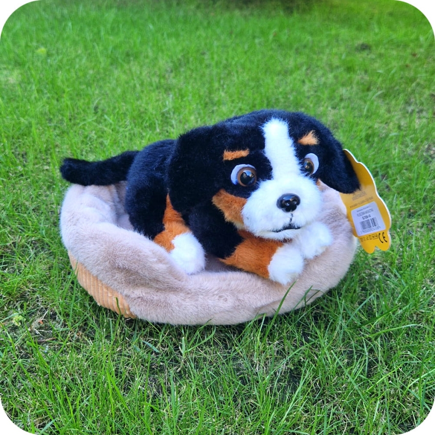 PIESEK NA POSLANLU W KOLDERCE STAWSCY MASKOTKA PLUSZOWY 6.jpg